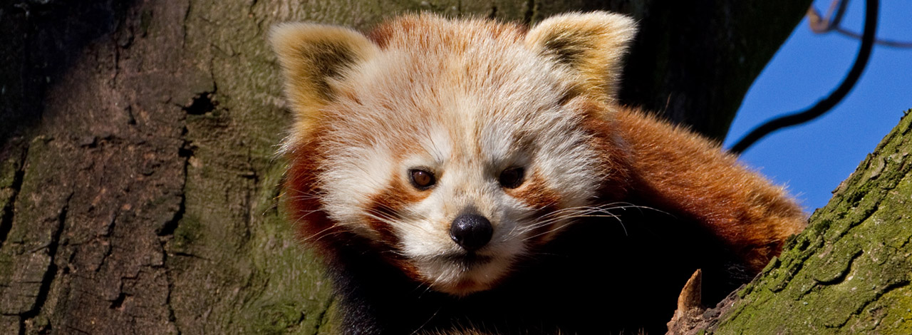 Birmingham Red Panda